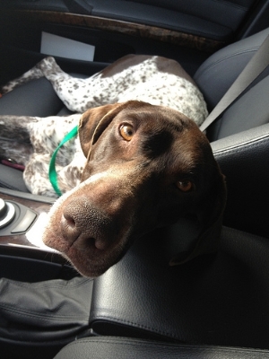 Dogs make the best copilots!