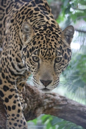 This is Morato the Jaguar