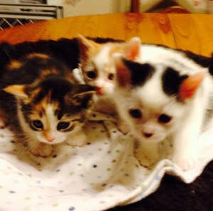 6 week old kittens