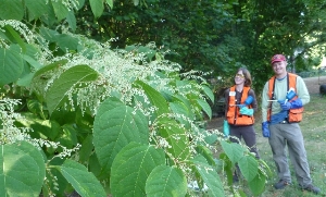Join the Team and Eradicate Knotweed!