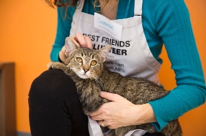 Volunteer at Best Friends with Adoptable Cats