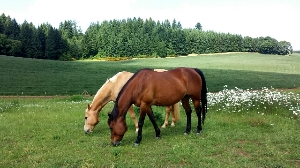 Our Therapy Horses Grazing in the Pasture