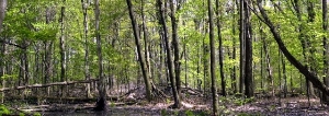 Johnson Woods State Nature Preserve