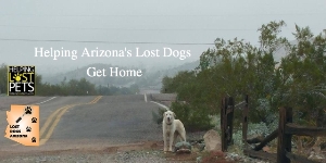 Helping Lost Dogs Get Home