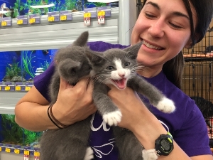 Volunteer with gray kittens.