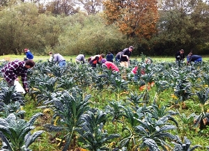 Volunteers gleaning in Oxbow's fields