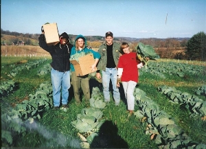 Cabbage Harvest at Garden Harvest
