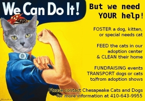 Volunteer with Chesapeake Cats and Dogs