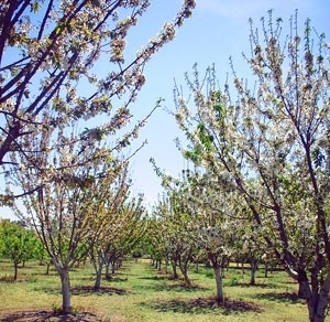 Spring in the Orchard