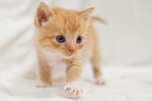 Kitten Picture