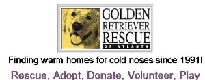 Golden Retrieve Rescue of Atlanta