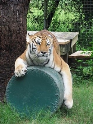 Tiger at Wildlife Survival Sanctuary