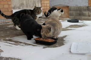 Some of our hungry kitties!