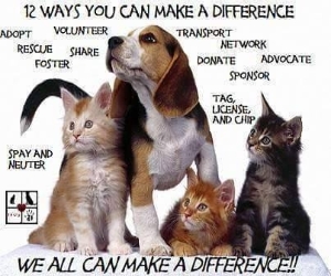 Help Puppies & Kitties by Helping us Put on a SHOW