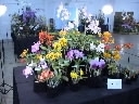 Fascination of Orchids International Show & Sale