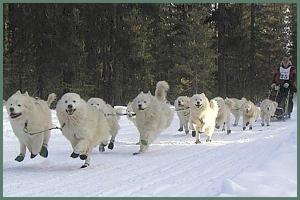 Dogs sled team