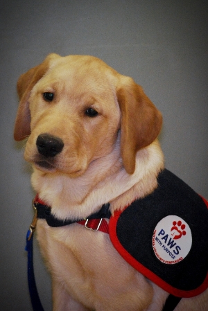 Ian,  Paws with Purpose Assistance Dog in Training