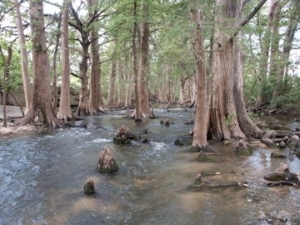 Cibolo Creek lined by Bald Cypress trees