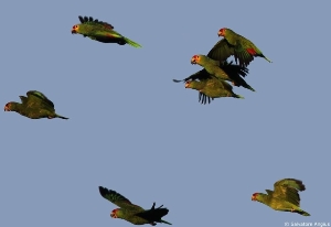 Wild Flock - Flying Free