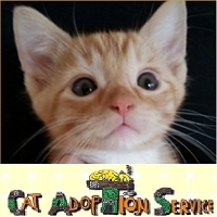 Cat AdopTion Service -CATS-