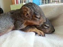 squirrels in rehab