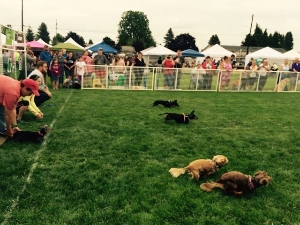 Wiener dog races at Poochapalooza
