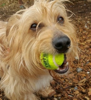 Tennis ball fun