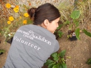 Audubon Habitat Team Volunteer