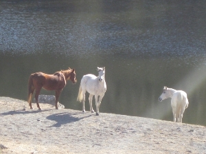 Uvas Creek Horses