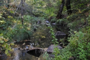 Conn Creek at Linda Falls Preserve