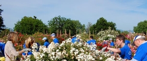 Rose Garden Volunteers