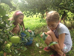 Friends gleaning apples for the hungry