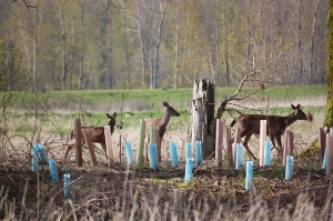 Deer in Plantings