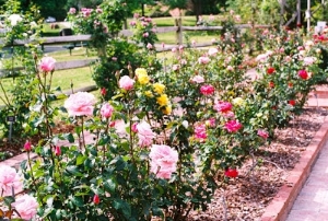 Roses plants