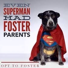 Fostering Saves lives
