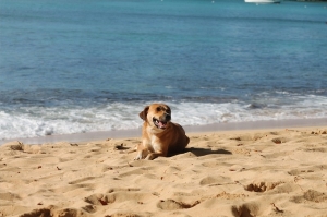 Dog on Dominican Republic Beach