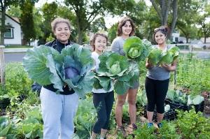 Cabbage harvest!