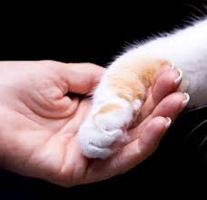 Only you can make a difference in a cats life!