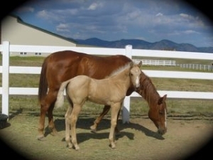 Mom and Colt Rescued 2008 from slaughter lot