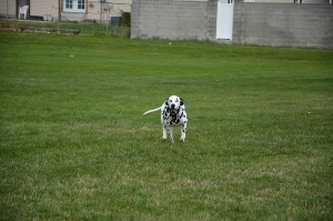Dalmatian having a great time Lure Coursing!
