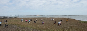 Waterfront Marsh Cleanup