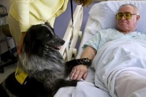 Therapy dog with patient