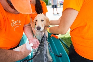 Annual Charity Dog Wash
