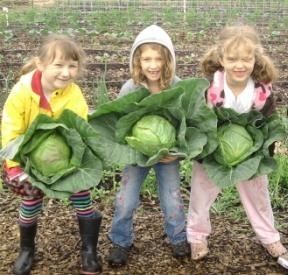 Cabbage Girls