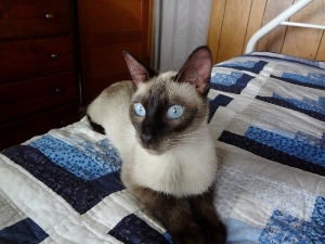 Just one Siamese who needs you