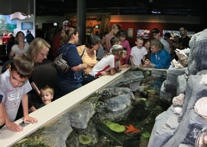 One of our touch tanks