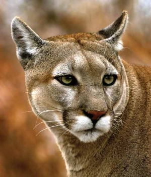 Chouteau Cougars