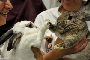 High Five for Saving Bunnies!