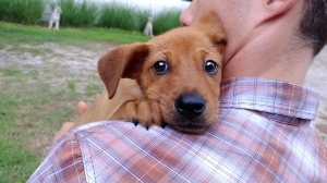 Become a volunteer puppy raiser!