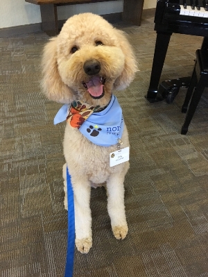 Colby the Therapy Dog